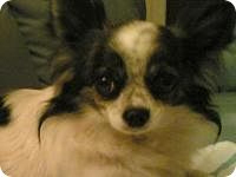 Athos amico peloso
